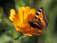 [2004-05-33-03-crop]