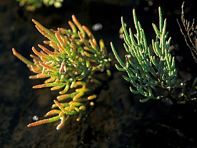 [2004-05-16-25-crop]