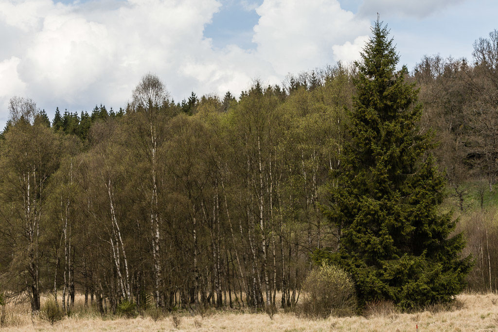 DE, baum, bäume, deutschland, eifel, germany, monschauer heckenland, nationalpark eifel, naturschutzgebiet Perlenbach-Fuhrtsbachtal, nordeifel, perlenbach-fuhrtsbachtal, pflanzen, plants, tree, trees, world