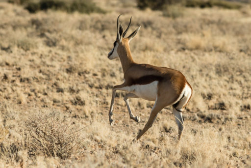 NA, animal, animals, antelope, antelopes, antilope, antilopen, by-jenny, c19, hardap, namibia, roads of namibia, springbock, straßen in namibia, tier, tiere, world