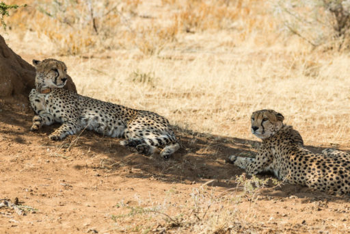 NA, animal, animals, by-jenny, cheetah, erindi, erindi private game reserve, erongo, felidae, gepard, katzen, namibia, tier, tiere, world