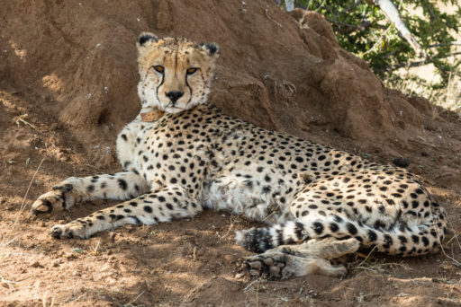 L-std-3:2-height, NA, animal, animals, by-jenny, cheetah, erindi, erindi private game reserve, erongo, felidae, gepard, katzen, namibia, tier, tiere, world