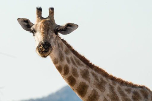 NA, animal, animals, by-jenny, even-toed ungulate, giraffe, mount etjo safari lodge, namibia, otjozondjupa, paarhufer, tier, tiere, world