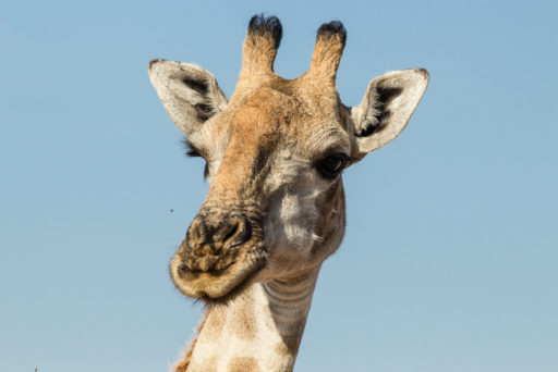 NA, animal, animals, by-jenny, even-toed ungulate, giraffe, mount etjo safari lodge, namibia, otjozondjupa, paarhufer, tier, tiere, world