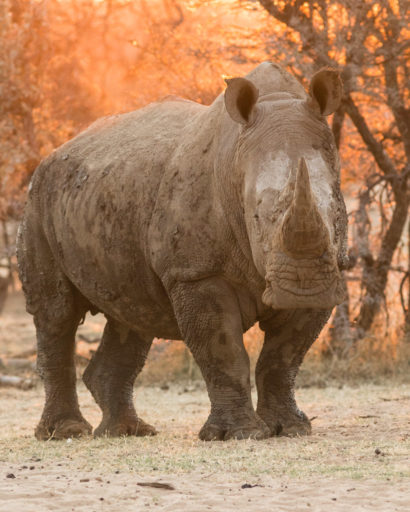 NA, animal, animals, breitmaulnashorn, by-jenny, mount etjo safari lodge, namibia, nashorn, nashörner, otjozondjupa, rhino, rhinoceros, rhinos, tier, tiere, white rhino, white rhinoceros, world