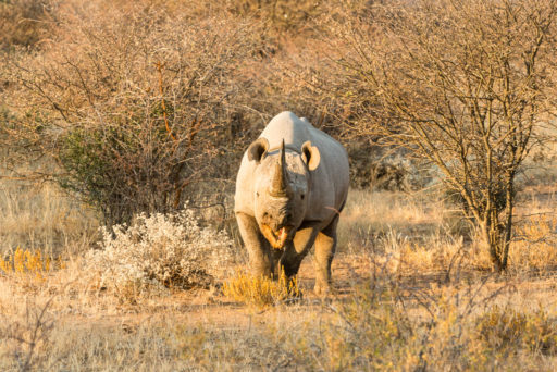L-std-3:2-height, NA, animal, animals, black rhino, black rhinoceros, erindi, erindi private game reserve, erongo, namibia, nashorn, nashörner, rhino, rhinoceros, rhinos, spitzmaulnashorn, tier, tiere, world