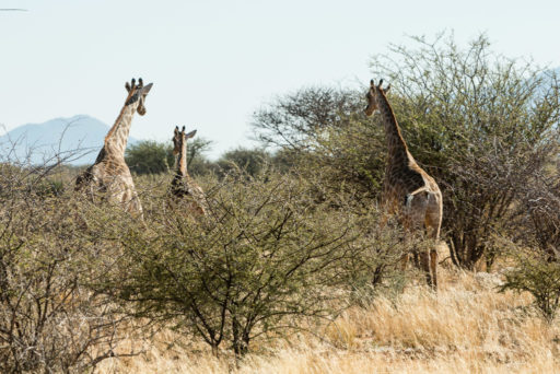 L-std-3:2-height, NA, erindi, erindi private game reserve, erongo, namibia, world