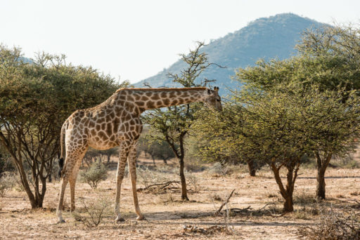 NA, animal, animals, even-toed ungulate, giraffe, mount etjo safari lodge, namibia, otjozondjupa, paarhufer, tier, tiere, world