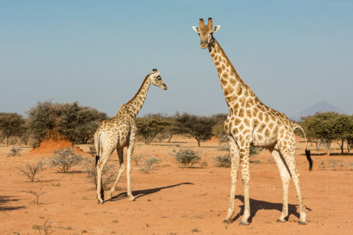 NA, animal, animals, even-toed ungulate, giraffe, mount etjo safari lodge, namibia, otjozondjupa, paarhufer, tier, tiere, world