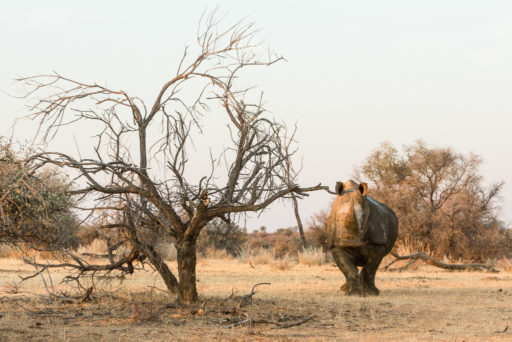 NA, animal, animals, breitmaulnashorn, mount etjo safari lodge, namibia, nashorn, nashörner, otjozondjupa, rhino, rhinoceros, rhinos, tier, tiere, white rhino, white rhinoceros, world