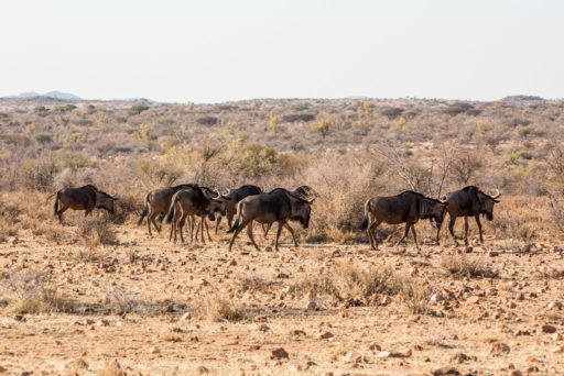 NA, animal, animals, antelope, antelopes, antilope, antilopen, gamsberg farm, gnu, gnus, khomas, namibia, tier, tiere, wildebeest, world