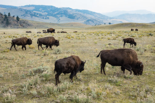 US, US-WY, USA, WY, american bison, american buffalo, animal, animals, bison, buffalo, lamar valley, ne entrance road, tier, tiere, united states, united states of america, vereinigte staaten, world, wyoming, yellowstone, yellowstone national park