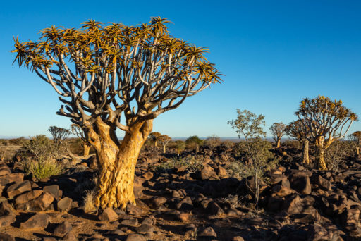 Namibia 2018 – Quiver Tree Forest