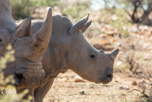 NA, animal, animals, breitmaulnashorn, gamsberg farm, khomas, namibia, nashorn, nashörner, rhino, rhinoceros, rhinos, tier, tiere, white rhino, white rhinoceros, world