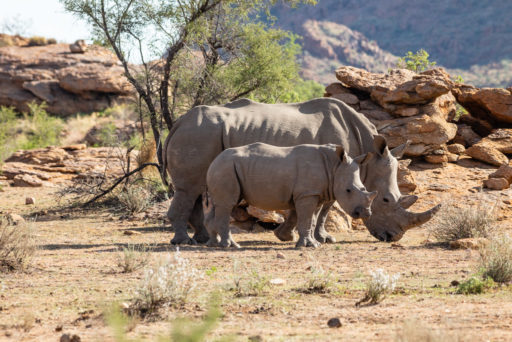 NA, animal, animals, breitmaulnashorn, gamsberg farm, khomas, namibia, nashorn, nashörner, rhino, rhinoceros, rhinos, tier, tiere, white rhino, white rhinoceros, world