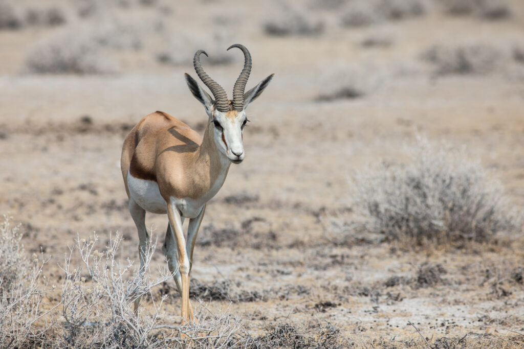 NA, animal, animals, antelope, antelopes, antilope, antilopen, etosha, etosha national park, namibia, springbock, tier, tiere, world
