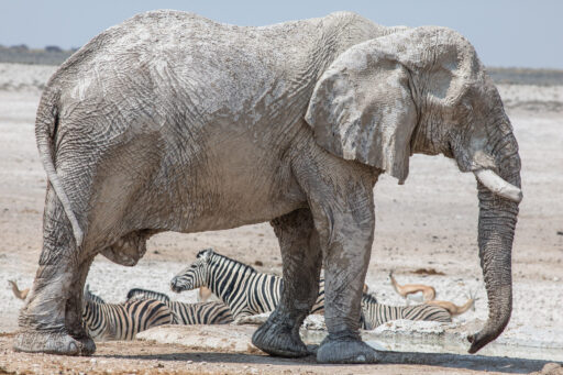 Namibia 2023 – Etosha