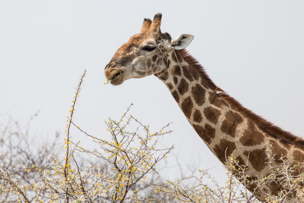 NA, animal, animals, etosha, etosha national park, even-toed ungulate, giraffe, namibia, odongab, paarhufer, tier, tiere, wasserloch, waterhole, world