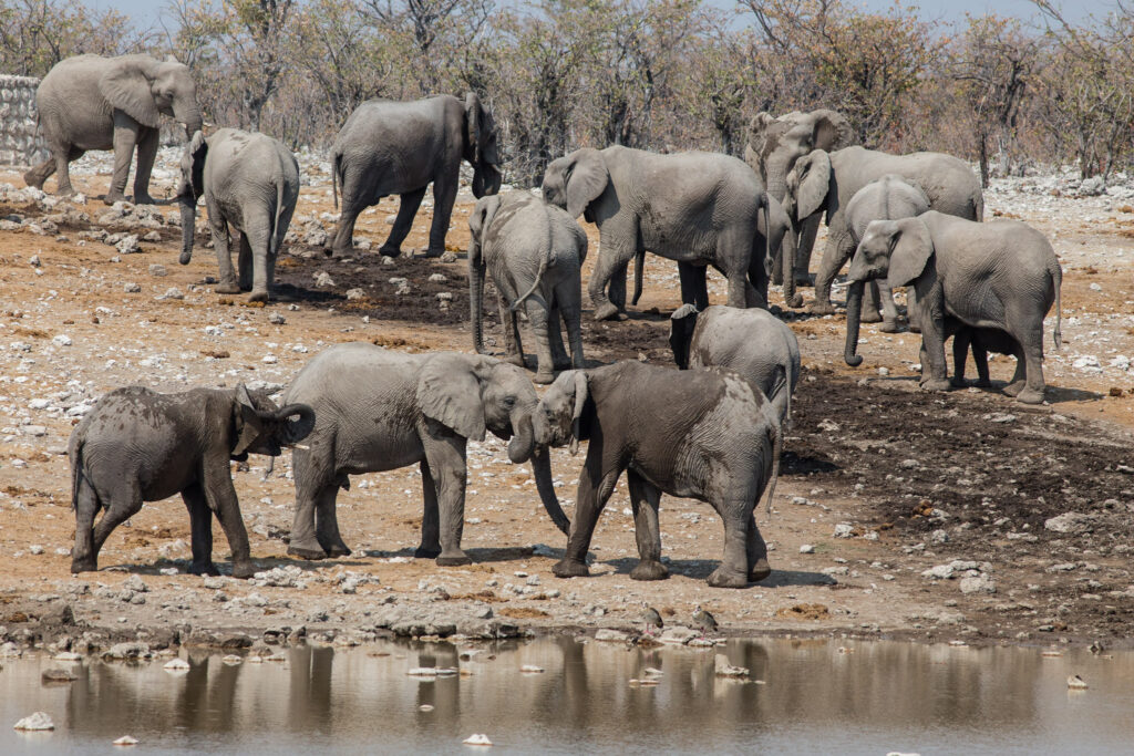 NA, animal, animals, aus fountain, elefant, elefanten, elephant, elephants, etosha, etosha national park, namibia, tier, tiere, wasserloch, waterhole, world