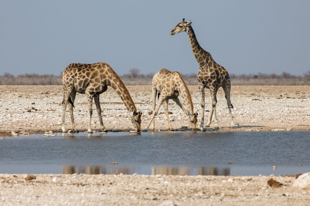 NA, animal, animals, etosha, etosha national park, even-toed ungulate, gemsbokvlakte, giraffe, namibia, paarhufer, tier, tiere, wasserloch, waterhole, world