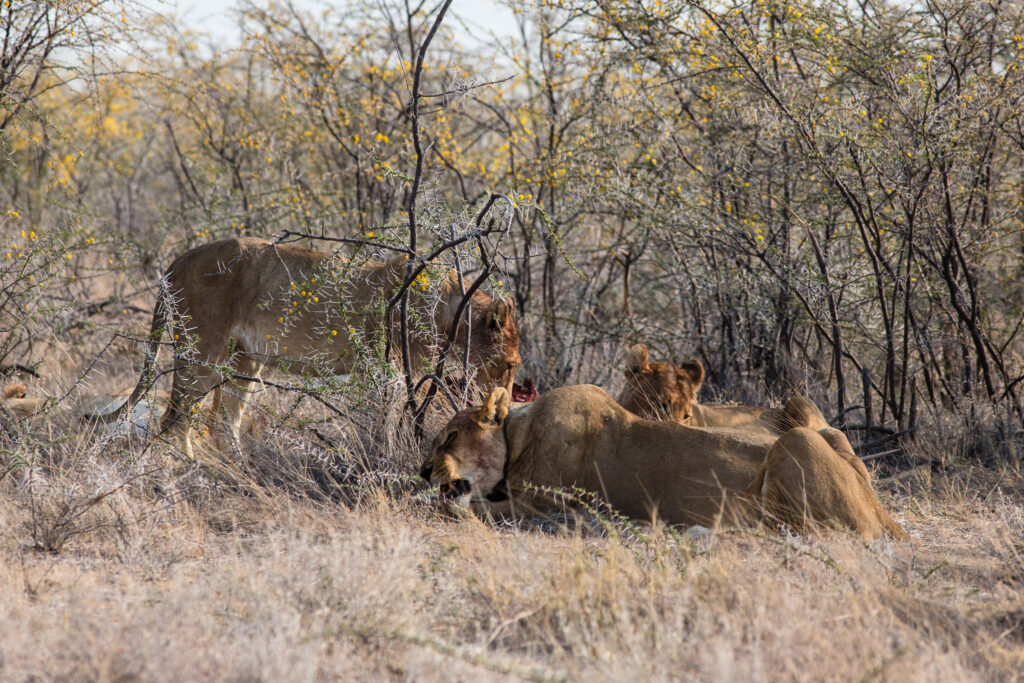 NA, animal, animals, etosha, etosha national park, felidae, katzen, lion, lions, löwe, löwen, namibia, tier, tiere, world