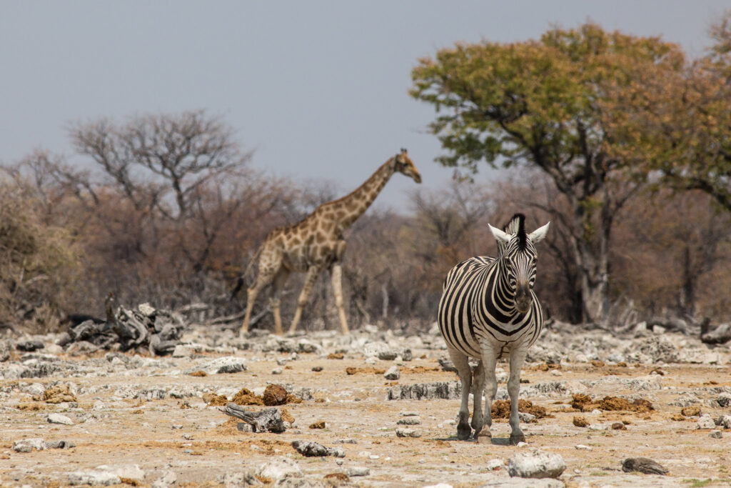 NA, animal, animals, equid, equidae, equids, etosha, etosha national park, even-toed ungulate, giraffe, goas, namibia, paarhufer, tier, tiere, wasserloch, waterhole, world, zebra, zebras