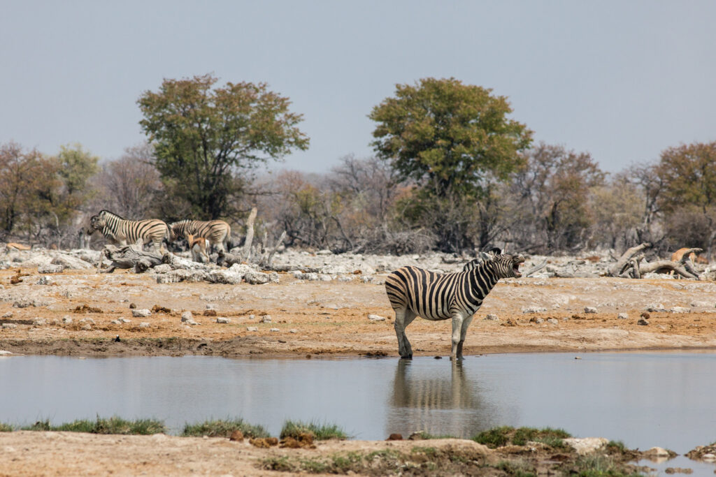 NA, animal, animals, equid, equidae, equids, etosha, etosha national park, goas, namibia, tier, tiere, wasserloch, waterhole, world, zebra, zebras
