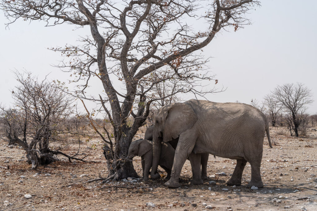 NA, animal, animals, elefant, elefanten, elephant, elephants, etosha, etosha national park, namibia, tier, tiere, world