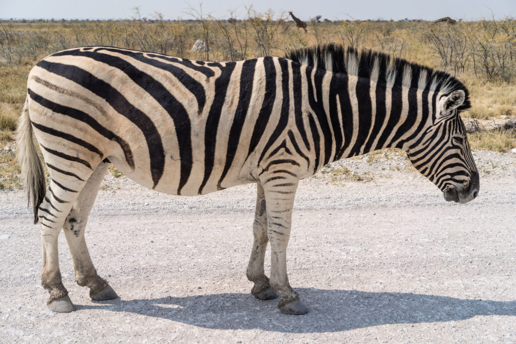 NA, animal, animals, c38, equid, equidae, equids, etosha, etosha national park, namibia, pad, roads of namibia, straßen in namibia, tier, tiere, world, zebra, zebras