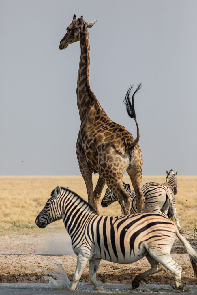 NA, andoni, animal, animals, equid, equidae, equids, etosha, etosha national park, even-toed ungulate, giraffe, namibia, paarhufer, tier, tiere, wasserloch, waterhole, world, zebra, zebras