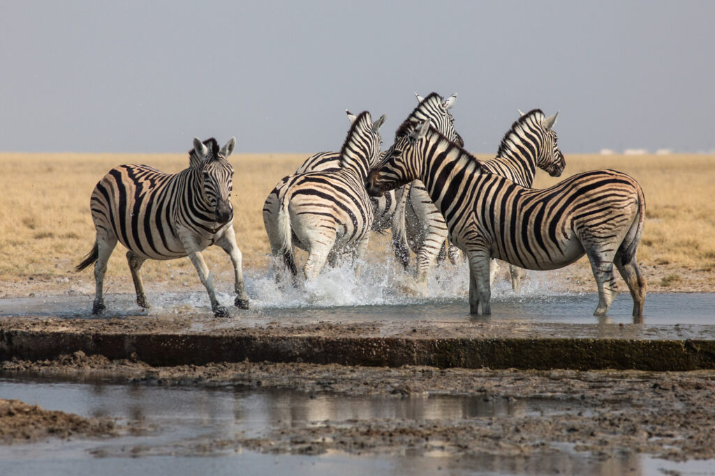 NA, andoni, etosha, etosha national park, namibia, wasserloch, waterhole, world