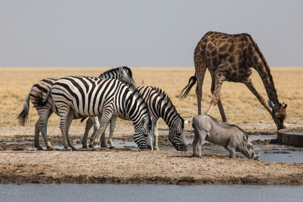NA, andoni, animal, animals, equid, equidae, equids, etosha, etosha national park, even-toed ungulate, giraffe, namibia, paarhufer, tier, tiere, warthog, wasserloch, waterhole, world, zebra, zebras