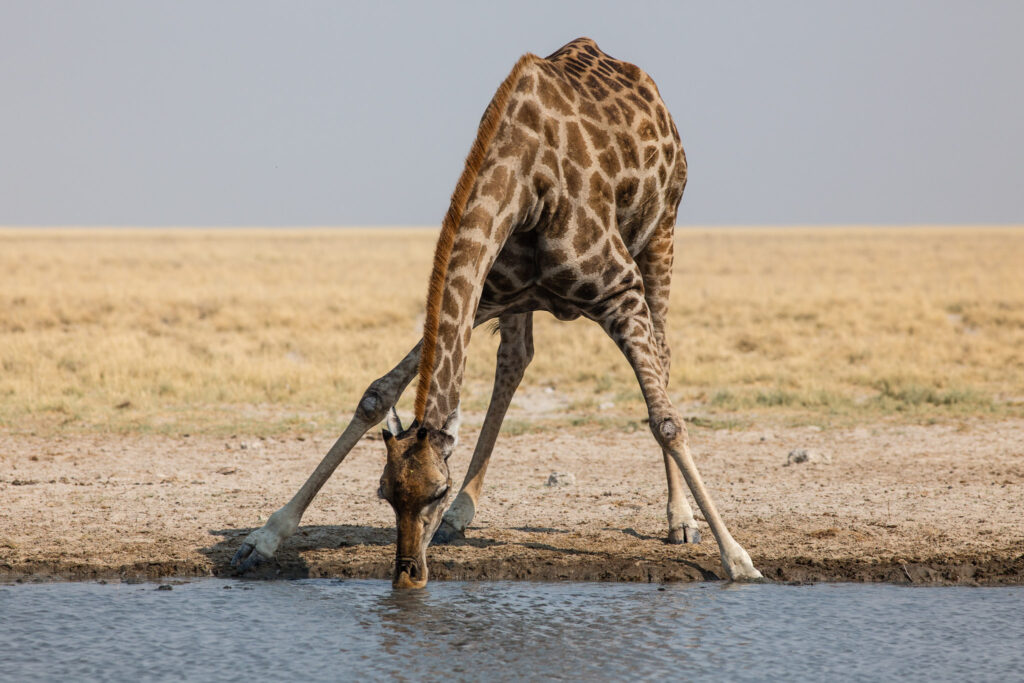 NA, andoni, animal, animals, etosha, etosha national park, even-toed ungulate, giraffe, namibia, paarhufer, tier, tiere, wasserloch, waterhole, world