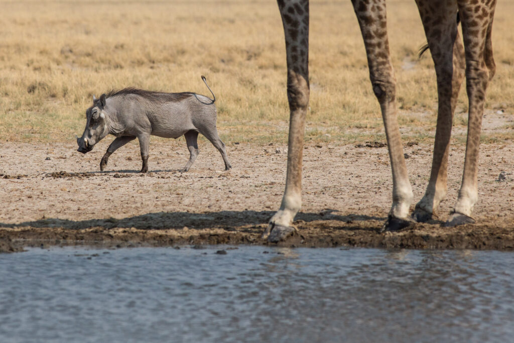 NA, andoni, animal, animals, etosha, etosha national park, even-toed ungulate, giraffe, namibia, paarhufer, tier, tiere, warthog, wasserloch, waterhole, world