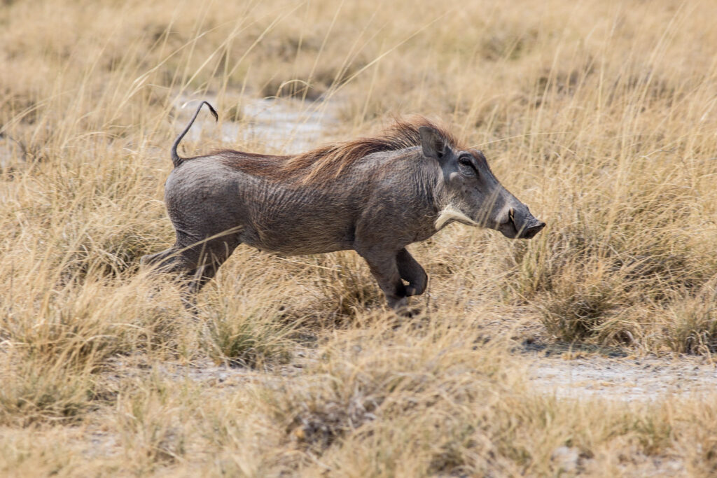 NA, andoni, animal, animals, etosha, etosha national park, namibia, tier, tiere, warthog, wasserloch, waterhole, world