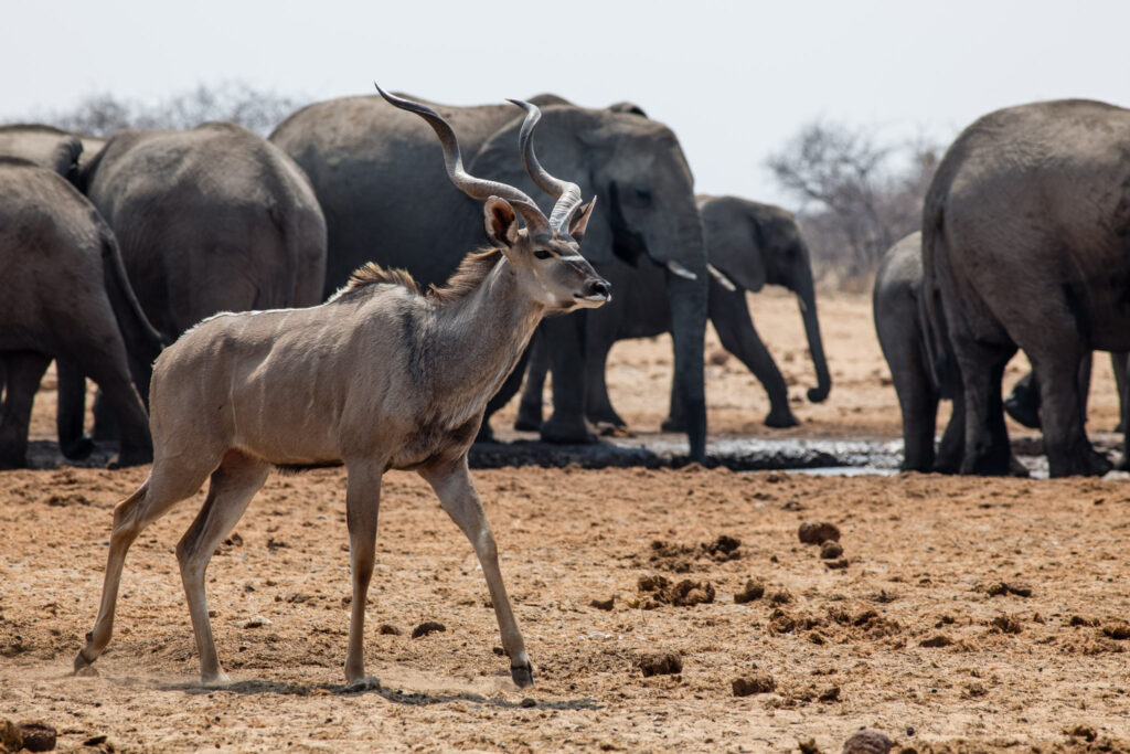 NA, animal, animals, antelope, antelopes, antilope, antilopen, elefant, elefanten, elephant, elephants, etosha, etosha national park, greater kudu, großer kudu, kudu, namibia, strepsiceros, tier, tiere, tsumcor, wasserloch, waterhole, world