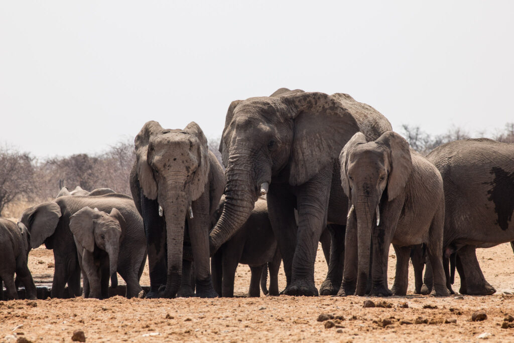 NA, animal, animals, elefant, elefanten, elephant, elephants, etosha, etosha national park, namibia, tier, tiere, tsumcor, wasserloch, waterhole, world