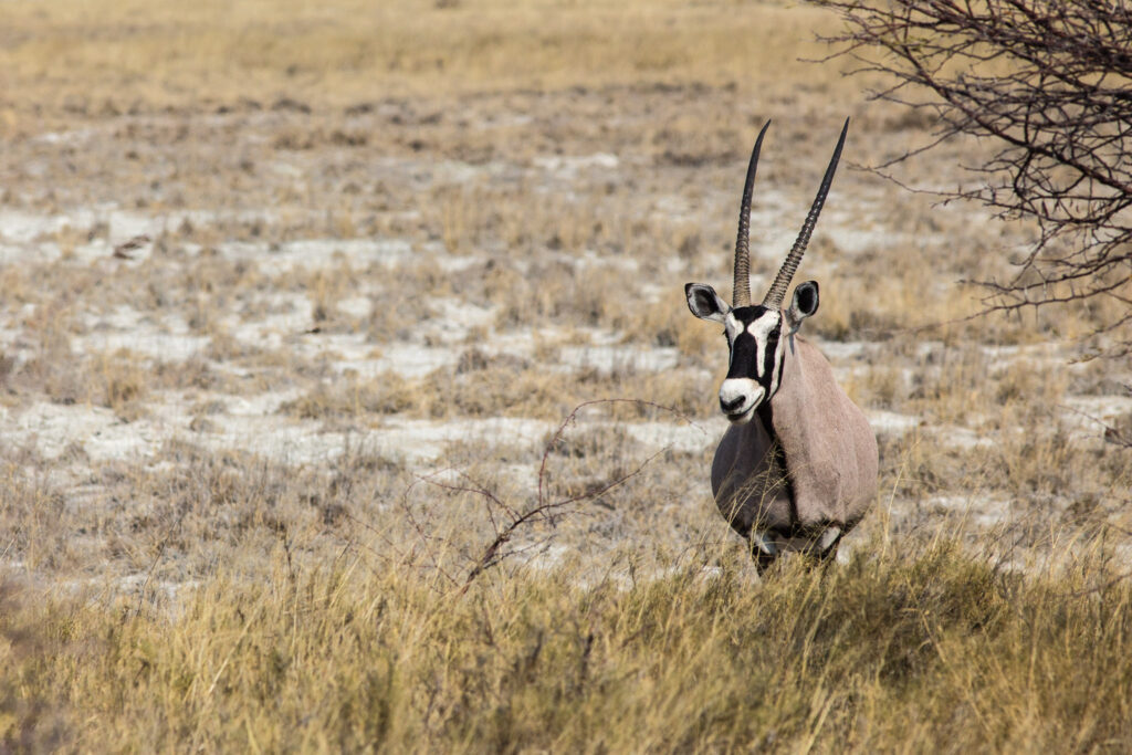 NA, animal, animals, antelope, antelopes, antilope, antilopen, etosha, etosha national park, fishers pan drive, gemsbock, gemsbok, namibia, oryx, spießbock, tier, tiere, world