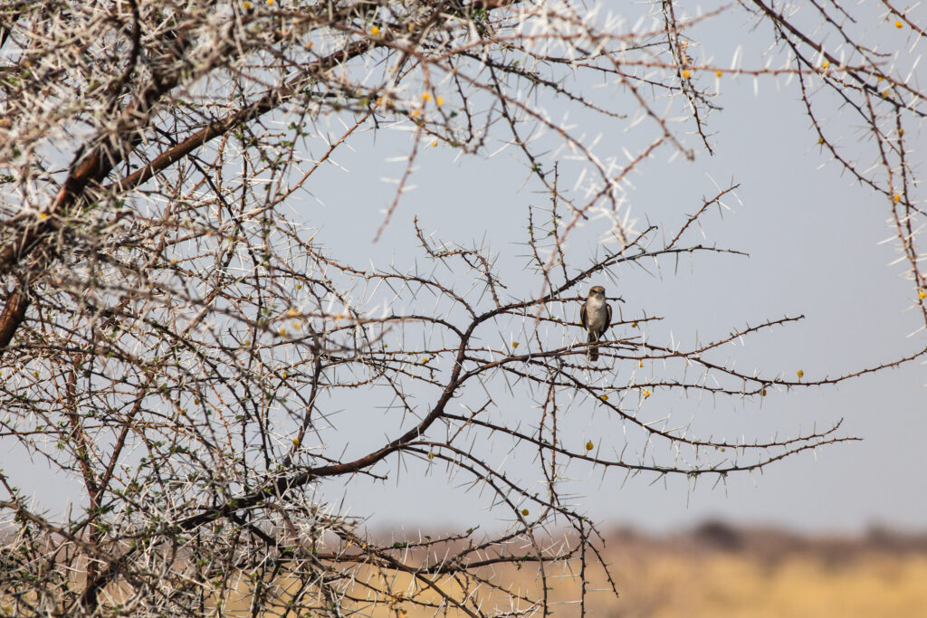 NA, animal, animals, bird, birds, etosha, etosha national park, fishers pan drive, namibia, tier, tiere, vogel, vögel, world