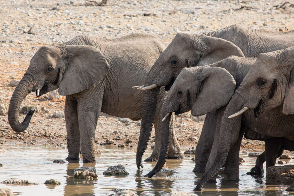 NA, animal, animals, elefant, elefanten, elephant, elephants, etosha, etosha national park, klein okevi, namibia, tier, tiere, wasserloch, waterhole, world