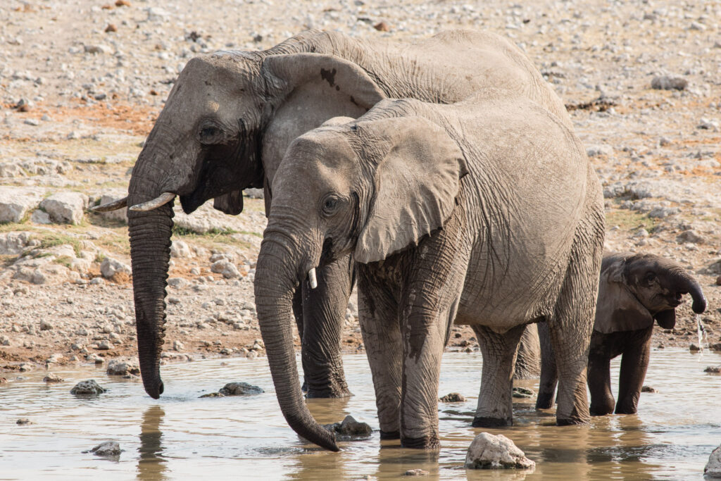 NA, animal, animals, elefant, elefanten, elephant, elephants, etosha, etosha national park, klein okavi, namibia, tier, tiere, wasserloch, waterhole, world