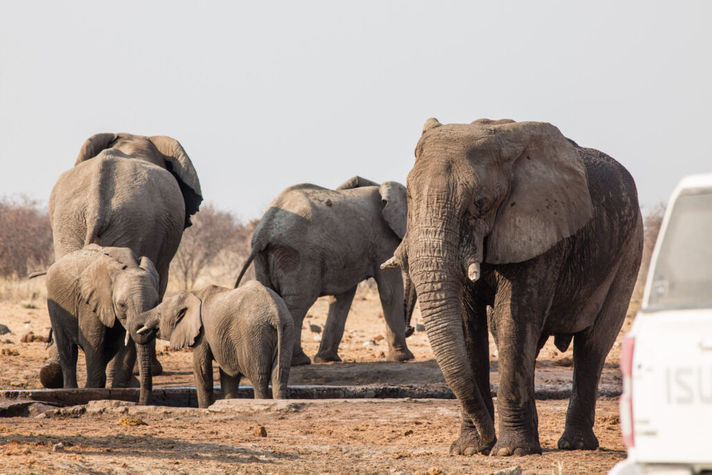 NA, animal, animals, elefant, elefanten, elephant, elephants, etosha, etosha national park, namibia, tier, tiere, tsumcor, wasserloch, waterhole, world