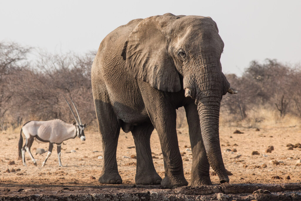 NA, animal, animals, elefant, elefanten, elephant, elephants, etosha, etosha national park, namibia, tier, tiere, tsumcor, wasserloch, waterhole, world