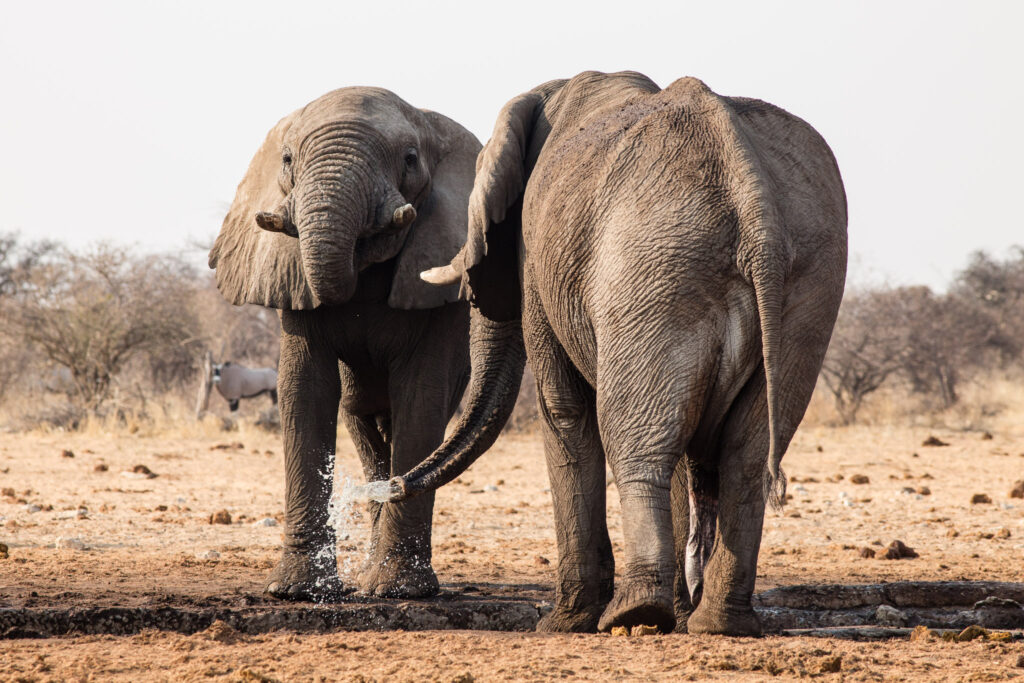 NA, animal, animals, elefant, elefanten, elephant, elephants, etosha, etosha national park, namibia, tier, tiere, tsumcor, wasserloch, waterhole, world