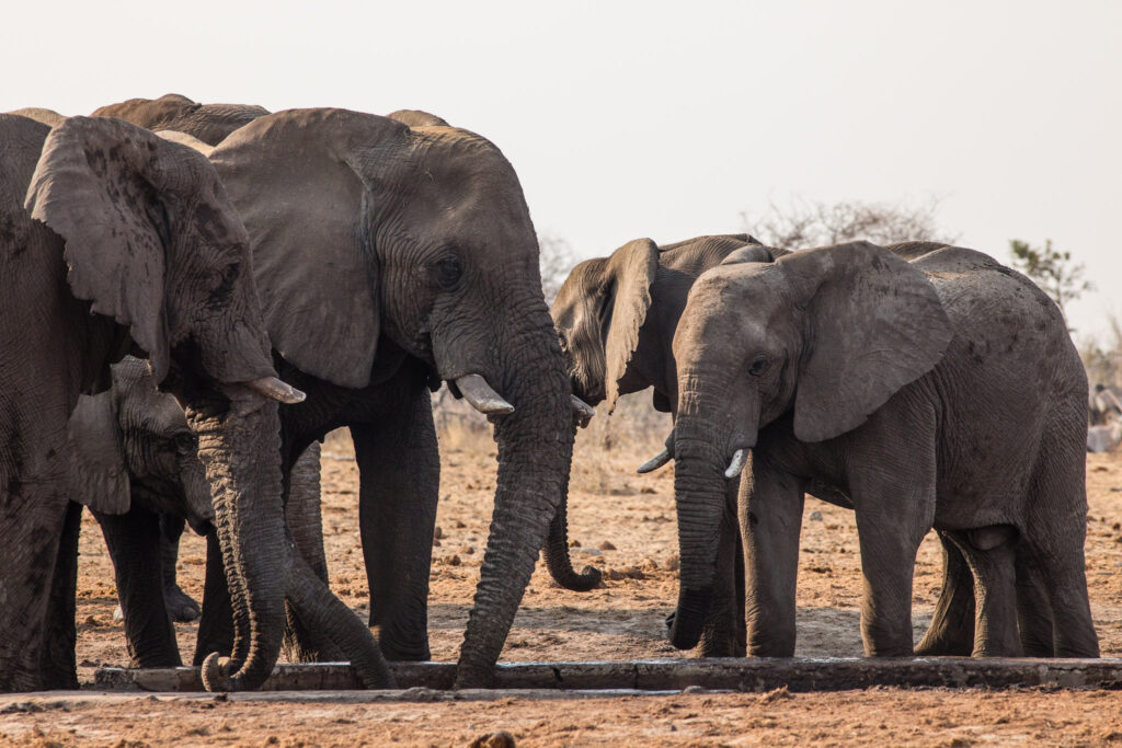 NA, animal, animals, elefant, elefanten, elephant, elephants, etosha, etosha national park, namibia, tier, tiere, tsumcor, wasserloch, waterhole, world