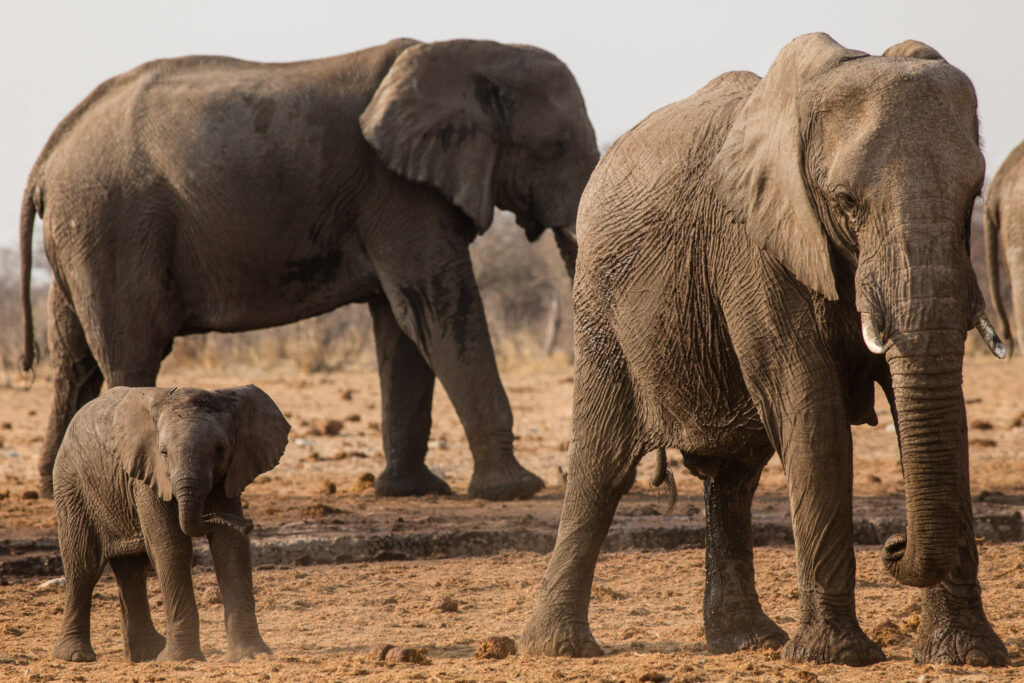 NA, animal, animals, elefant, elefanten, elephant, elephants, etosha, etosha national park, namibia, tier, tiere, tsumcor, wasserloch, waterhole, world