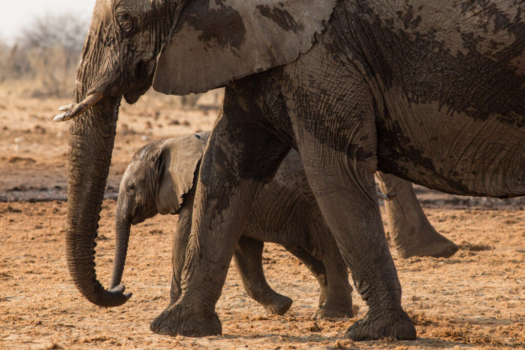 NA, animal, animals, elefant, elefanten, elephant, elephants, etosha, etosha national park, namibia, tier, tiere, tsumcor, wasserloch, waterhole, world