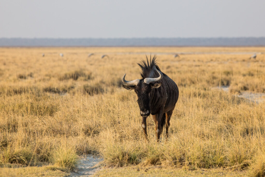 NA, animal, animals, antelope, antelopes, antilope, antilopen, etosha, etosha national park, gnu, gnus, king nehale gate road, namibia, tier, tiere, wildebeest, world