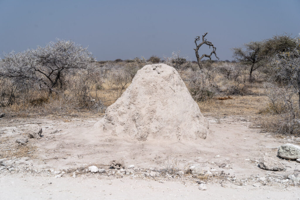 NA, animal, animals, etosha, etosha national park, fishers pan drive, insect, insects, insekt, insekten, namibia, termite hill, termiten, termitenhügel, termits, tier, tiere, world