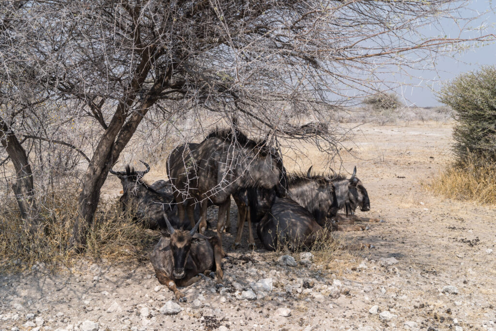 NA, animal, animals, antelope, antelopes, antilope, antilopen, etosha, etosha national park, fishers pan drive, gnu, gnus, namibia, tier, tiere, wildebeest, world